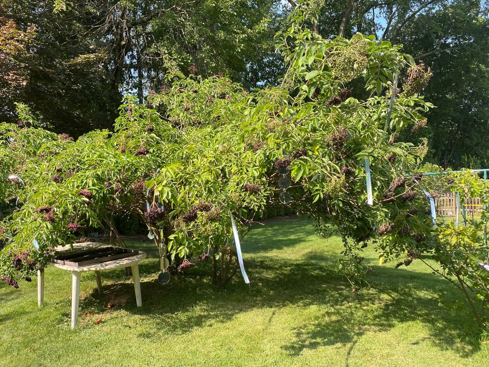 Benasan [492FT] Effective Birds Scare Ribbon, Reflective Flash Reflectors to Keep Pigeons, Hawks, Woodpeckers, Geeses Away from Trees Plants Crops customer photo 2