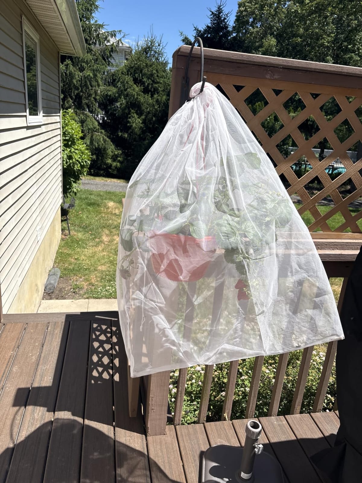 Bird Netting for Garden Protection - 4 Pack Garden Netting Pest Barrier with Drawstring,3.3Ft x 2.7Ft Mosquito Net Tomato Protective Cover Garden Plant Netting for Cicadas Vegetables Blueberry Bushes customer photo 1