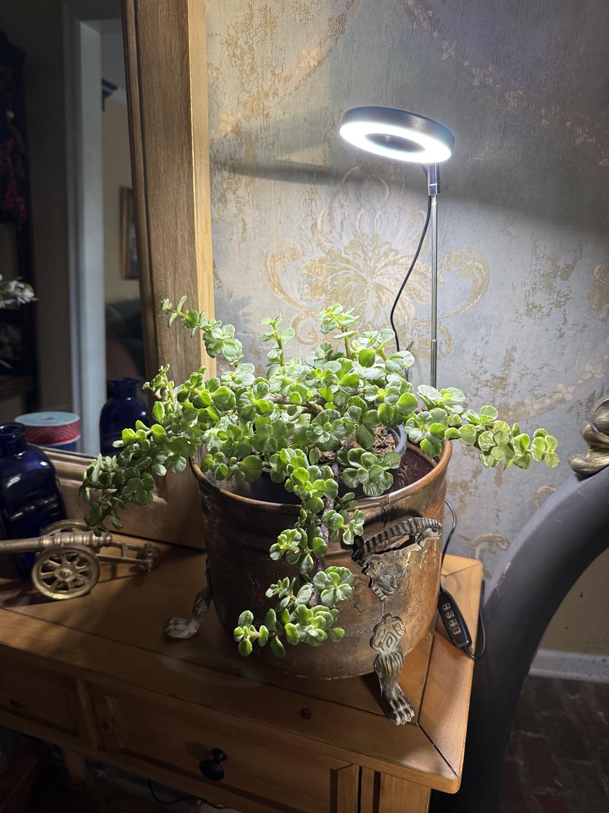 Aokrean Grow Lights for Indoor Plants, Full Spectrum Plant Light with Base customer photo 2