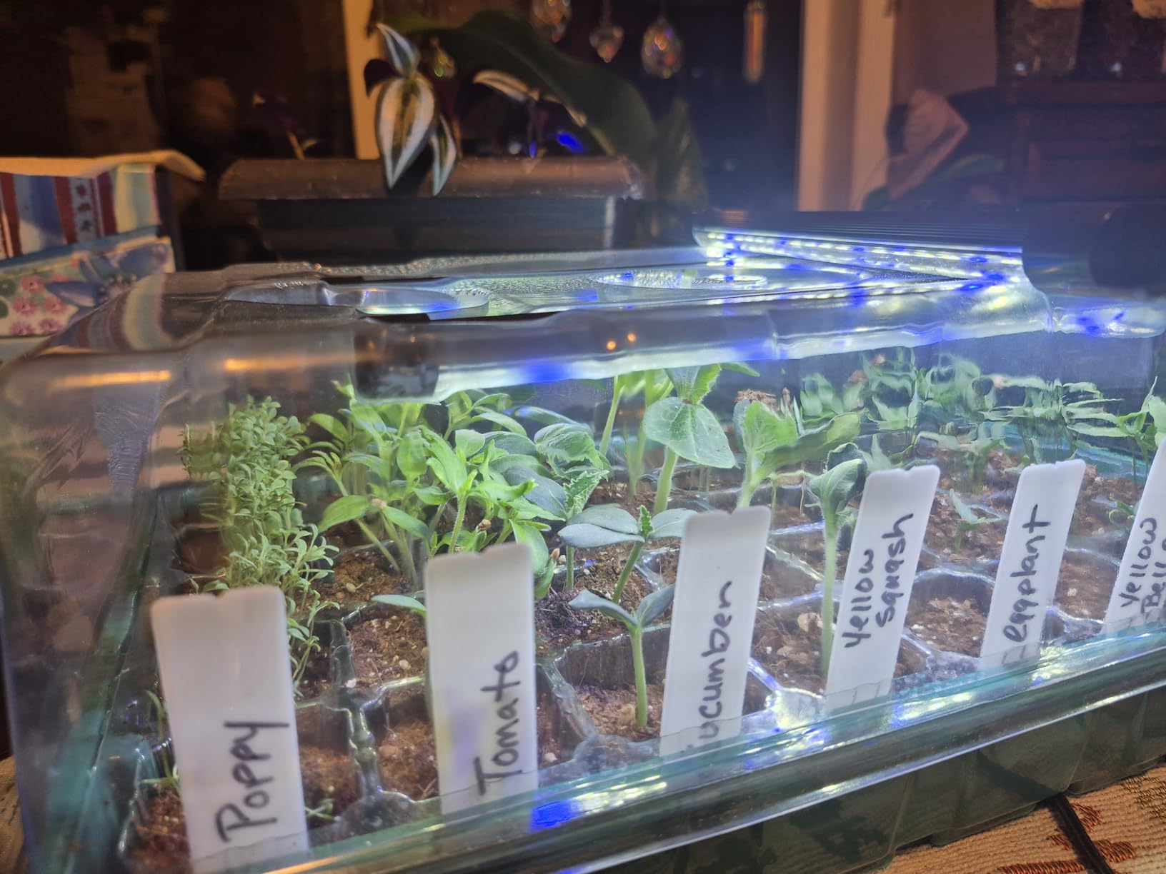 Sondiko Seed Starter Tray with Grow Light, 80 Cells Starter Kit customer photo 2