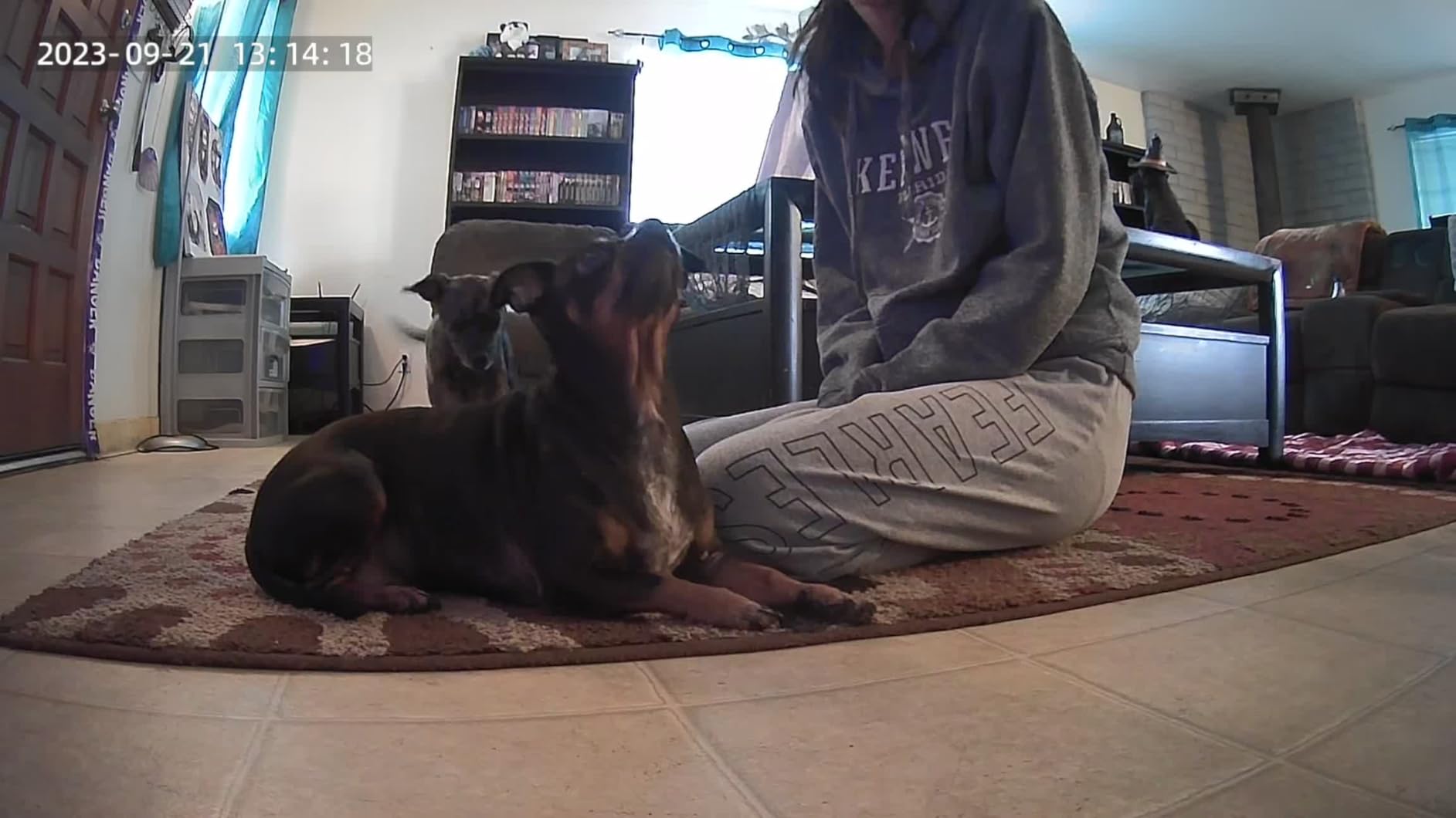 faroro 2K Pet Camera with Treat Dispenser, 5G WiFi Dog Camera with Speaker, Phone App, 2-Way Audio, Night Vision, Motion Alerts for Treat Tossing and Monitoring Your Pet Remotely customer photo 1