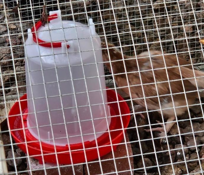 Chicken Waterer 1.5-Gallon Metal Handle Poultry Drinker | Large Capacity Poultry Waterer | for Chickens, Ducks, Baby Chicks, Chickens, Turkeys and More customer photo 1