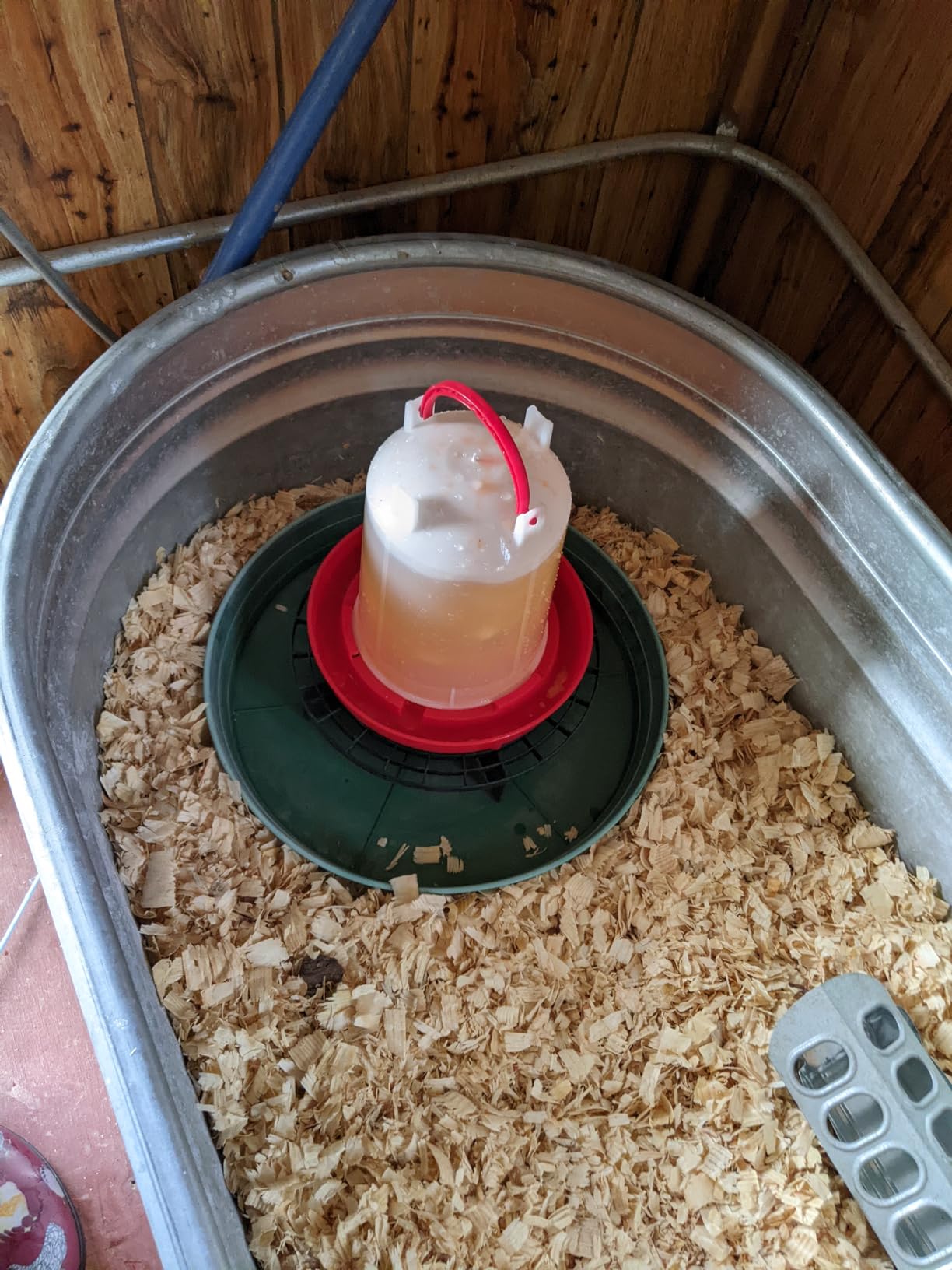 Chicken Waterer 1.5-Gallon Metal Handle Poultry Drinker | Large Capacity Poultry Waterer | for Chickens, Ducks, Baby Chicks, Chickens, Turkeys and More customer photo 2
