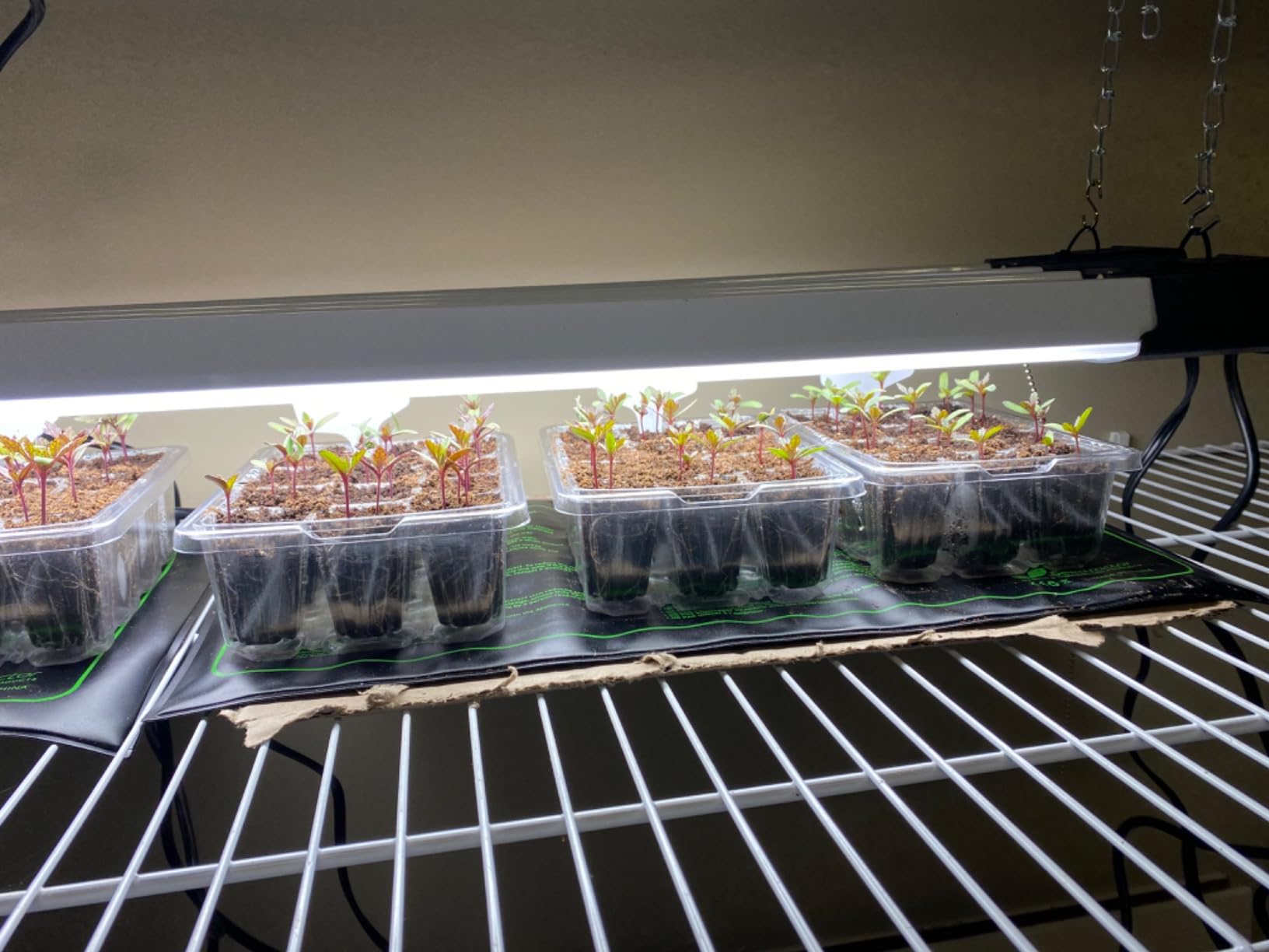 Bonviee 10-Pack Seed Starter Trays, Tall Dome, Base, 12-Cell Tray, Clear customer photo 1