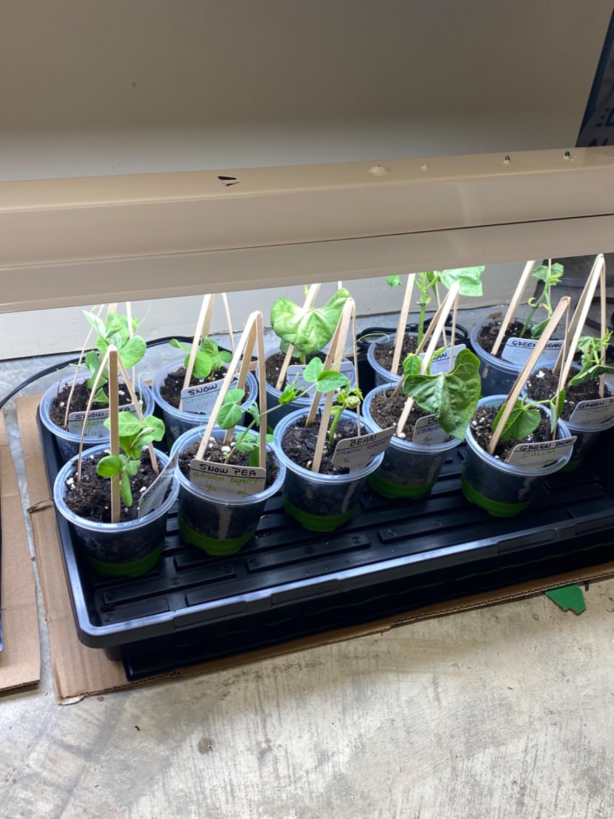 Bonviee 10-Pack Seed Starter Trays, Tall Dome, Base, 12-Cell Tray, Clear customer photo 2