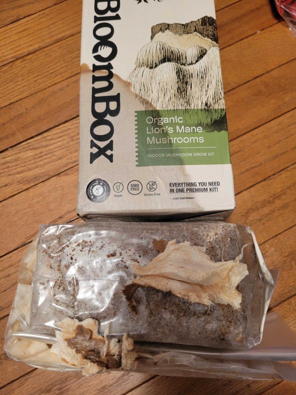 BloomBox Lion's Mane Mushroom Grow Kit – Spray & Grow – Pre-Inoculated Indoor Mushroom Farm – Brain Health & Focus – Harvest Fresh Gourmet Mushrooms in Days customer photo 1