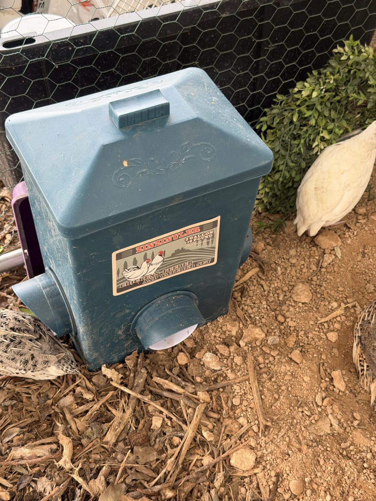 Automatic Port Chicken Feeder and Cup Waterer Set | Chicken Coop Accessories, No Waste Poultry Feeder, 3 Gallon/16 Pounds customer photo 1