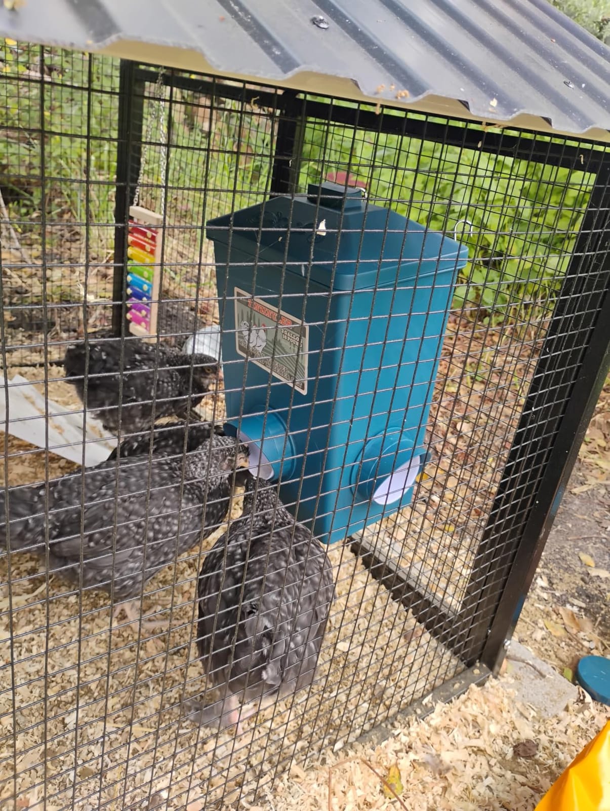 Automatic Port Chicken Feeder and Cup Waterer Set | Chicken Coop Accessories, No Waste Poultry Feeder, 3 Gallon/16 Pounds customer photo 2