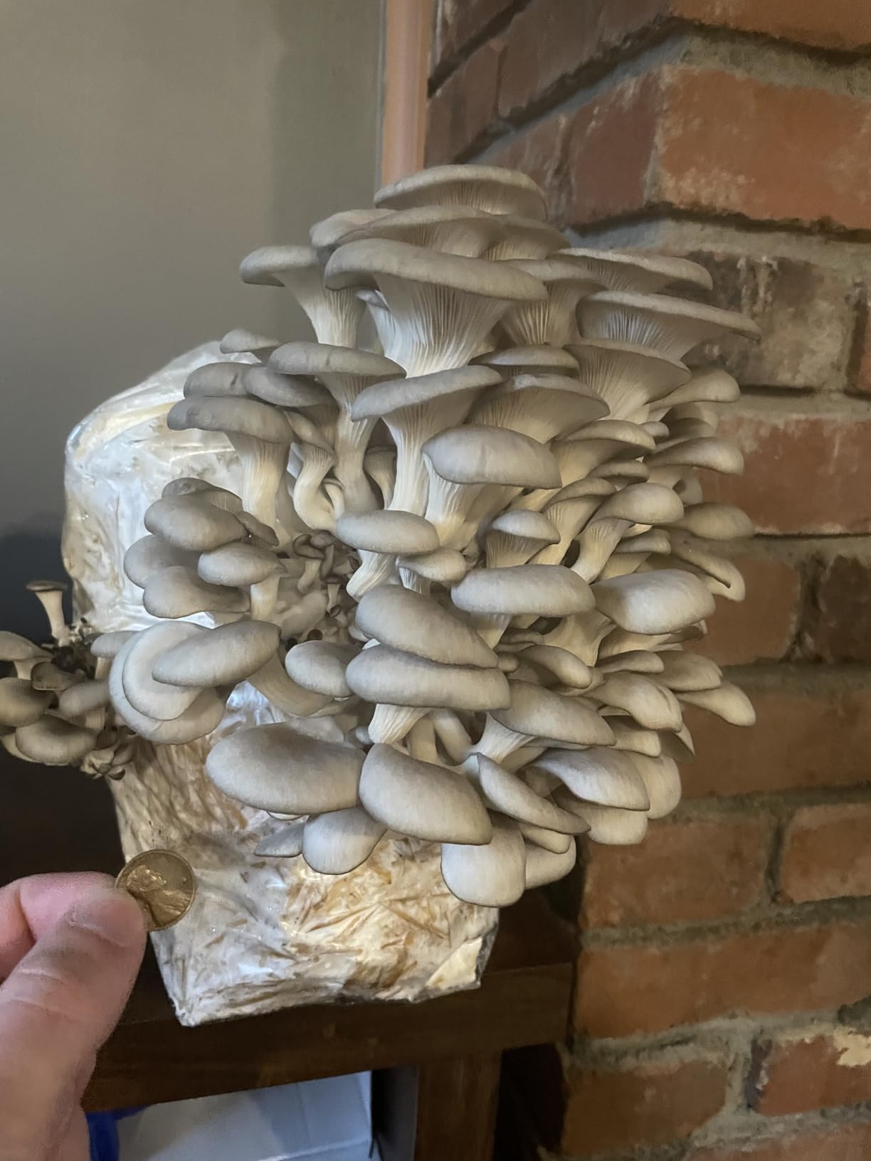 100PCS Mushroom Planting Kit - 8