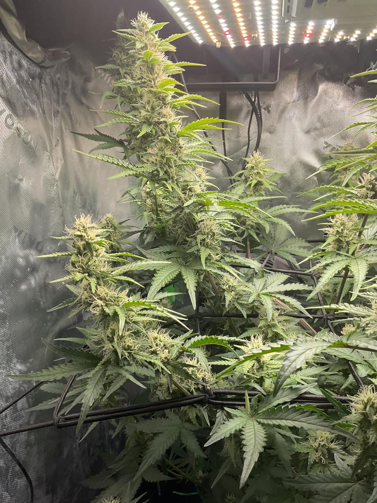 VIVOSUN 3x3 Smart PRO Grow Tent Kit WiFi Automatic Control Grow System customer photo 1