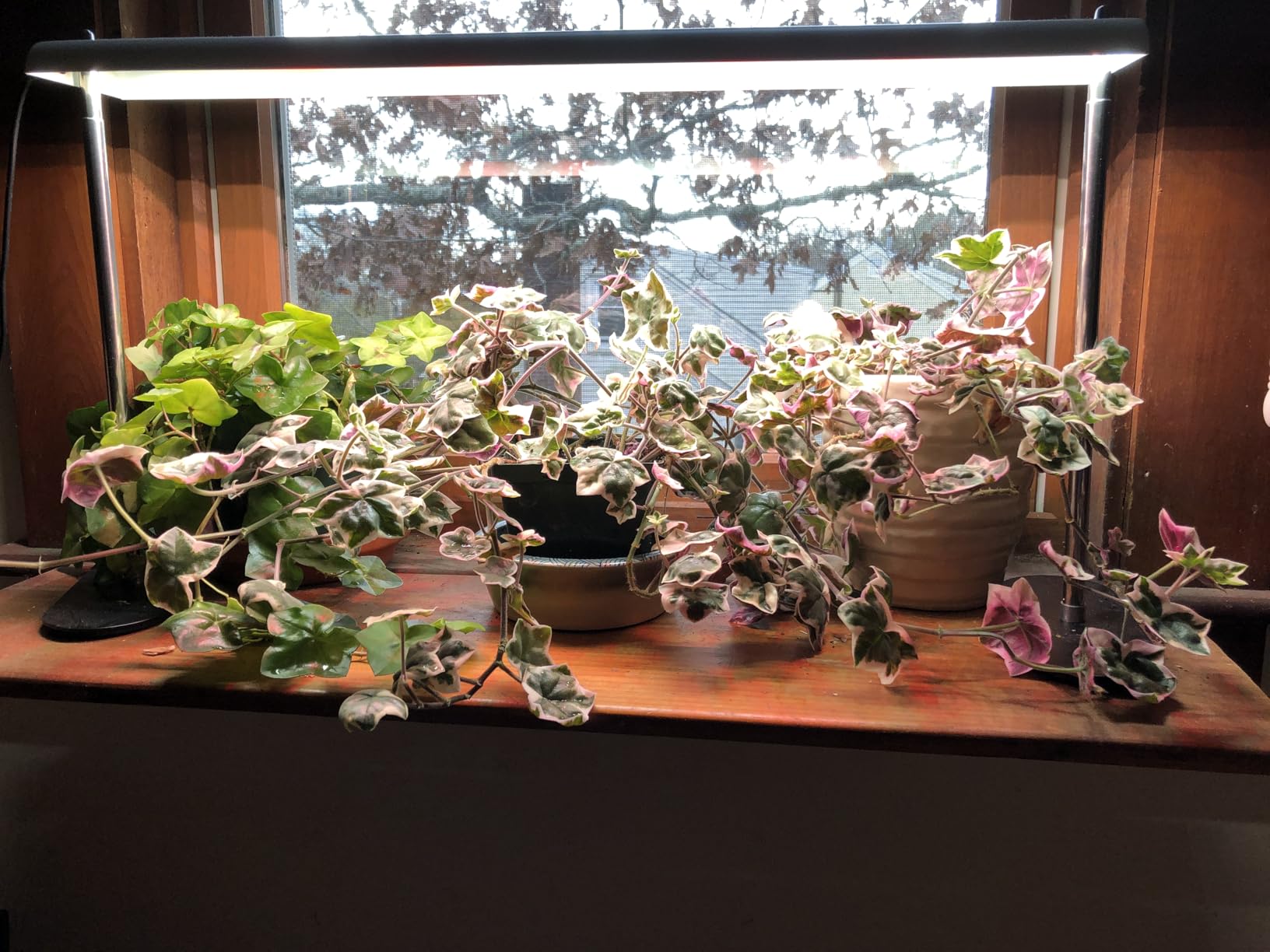 FOXGARDEN Grow Light Stand, Advanced LED Plant Growth Lighting with 4/8/12H Timer, 6 Dimming Options, and Adjustable Height - Optimal for Indoor Plants in Seedlings, Vegetative, and Flowering Phases customer photo 2