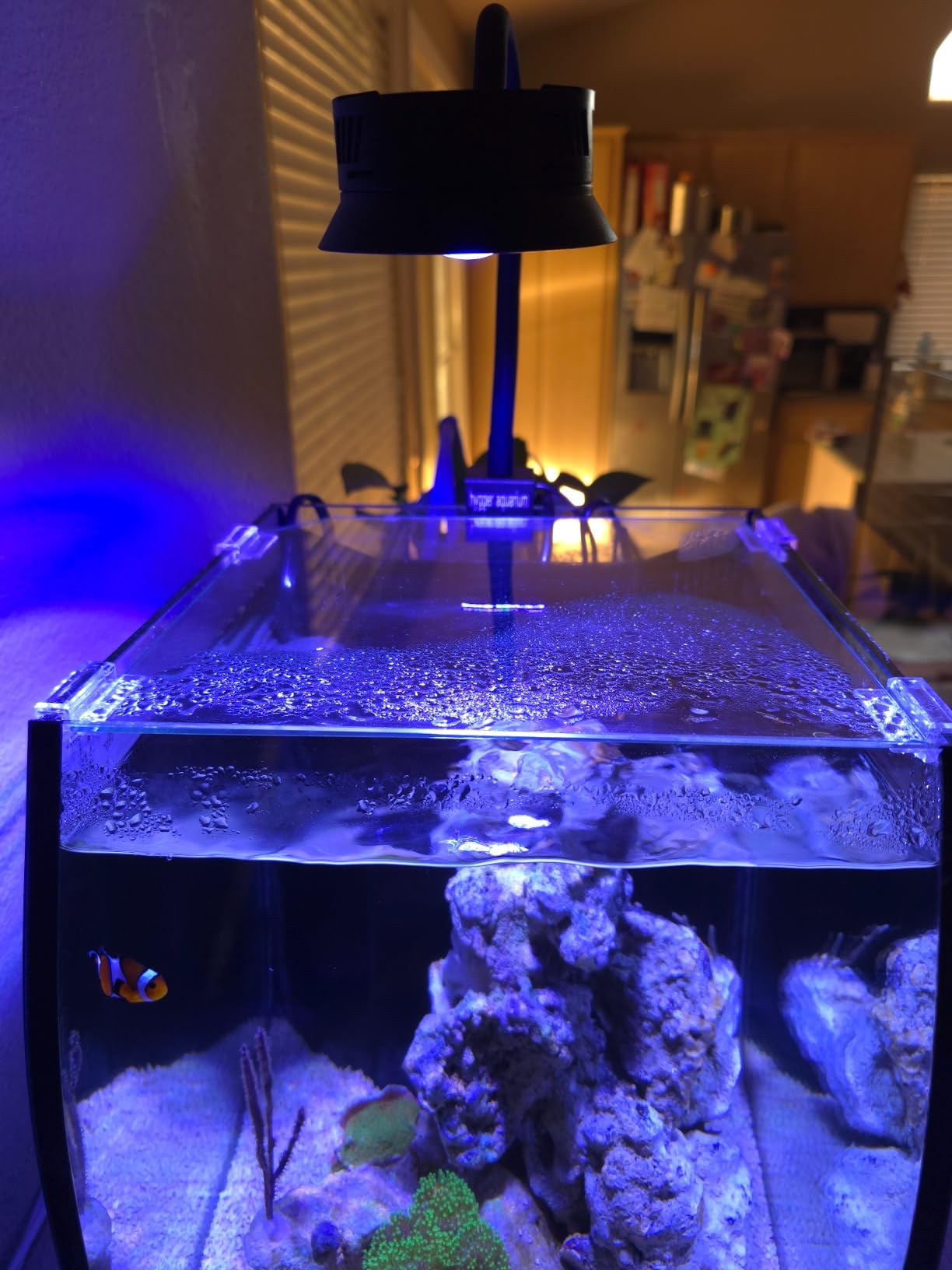 Aquatop 13.5 Gallon Bow Front Glass Aquarium Kit with Filter and LED Lighting - All in One Desktop Fish Tank, Ideal for Freshwater and Saltwater, BFK-13 customer photo 2