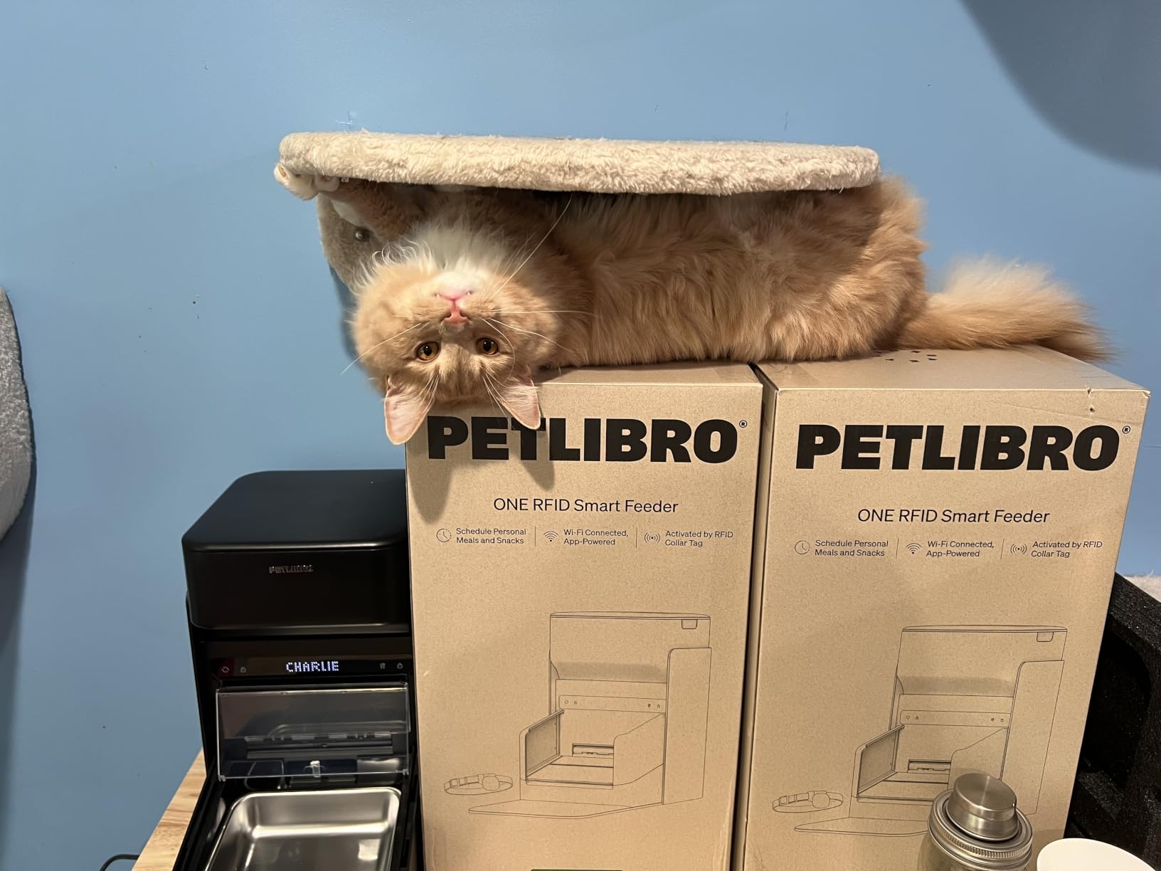 PETLIBRO RFID Automatic Cat Feeder, Collar Tag-Activated Personalized Meals, 5G&2.4G Wi-Fi Programmable Cat Food Dispenser with Cats Recognition & Diet Tracking for Multi-Pet Homes and Different Diets customer photo 1