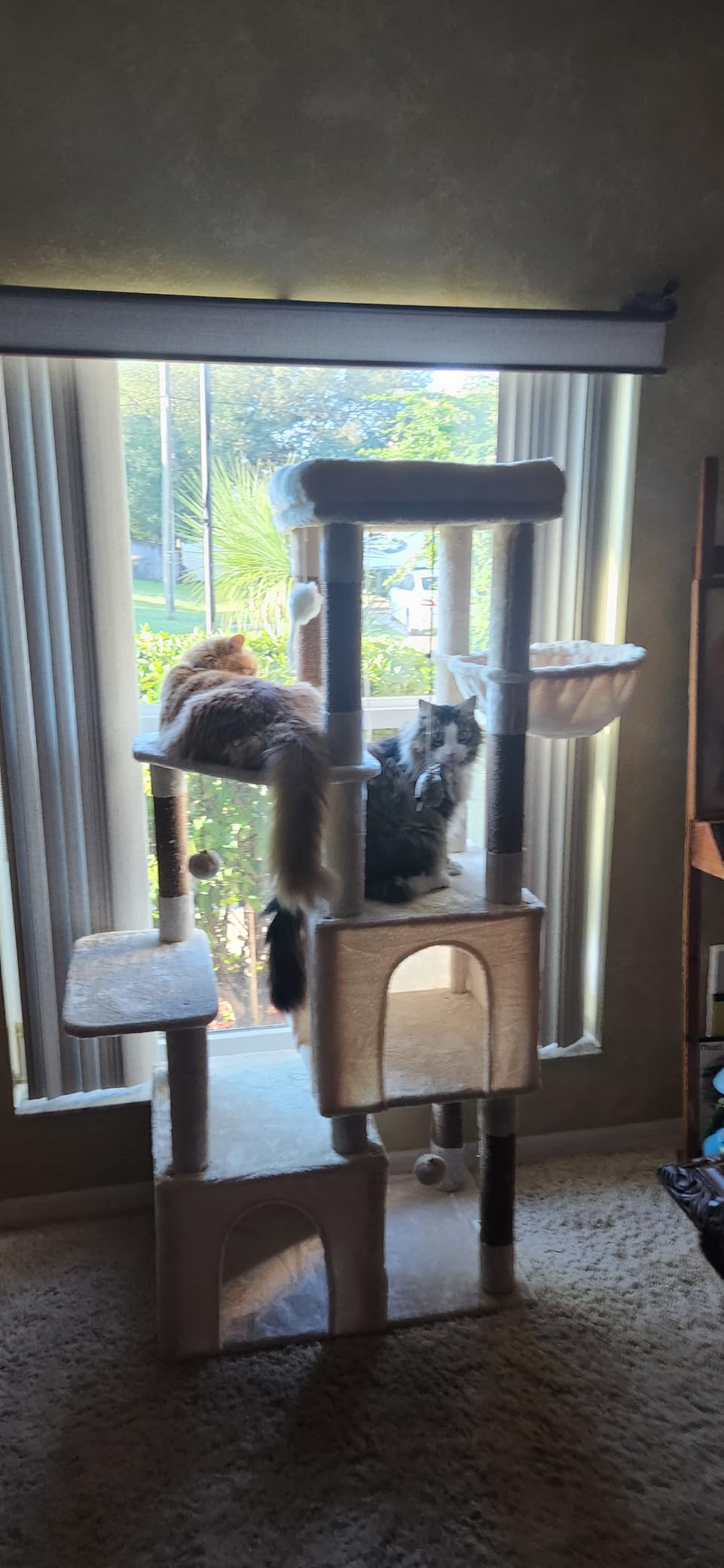 Globlazer Heavy Duty Cat Trees for Big Cats Maine Coon, F61, Light Grey | Cat Tower for Indoor Large Adult Cats with Scratching Post, Extra Large Top Perch, Cat Condos, 61inch customer photo 2