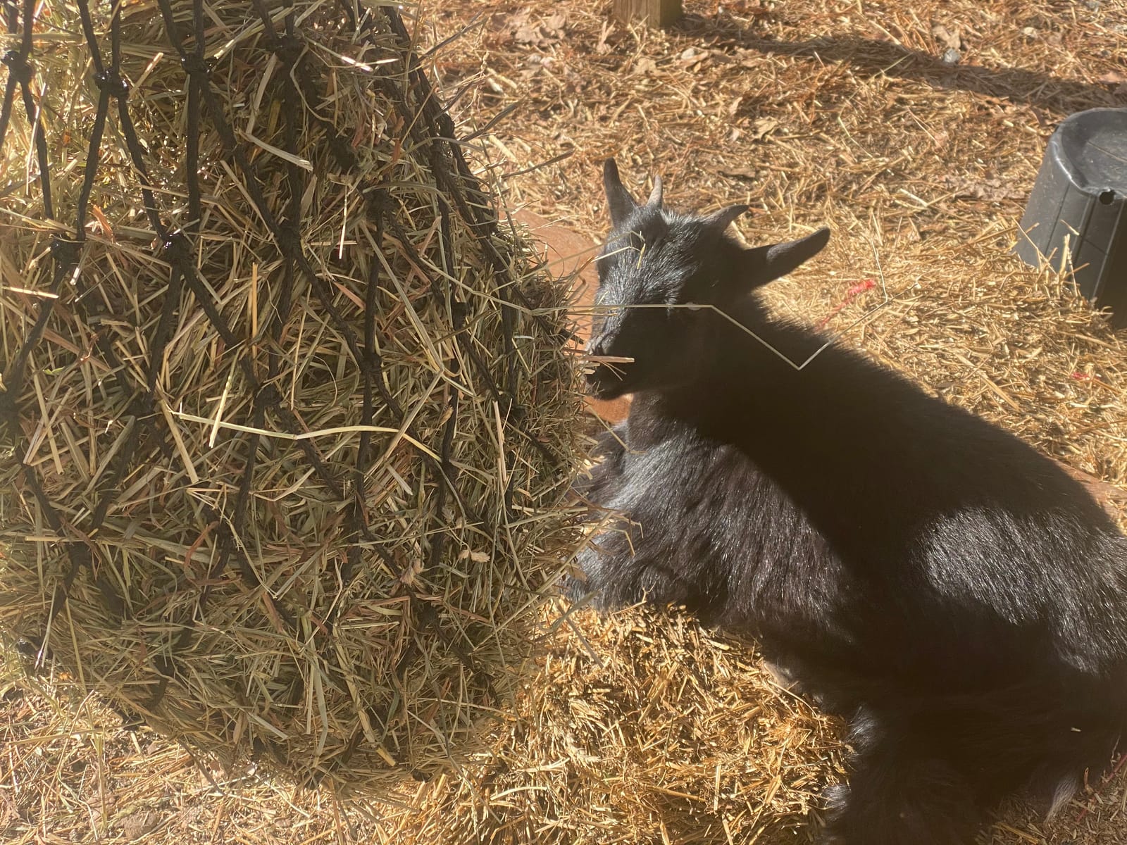 Bloomoak Slow Feed Hay Net for Horses, 40