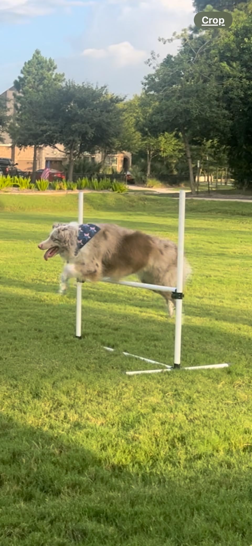 PawHut 6 Piece Dog Agility Training Equipment for Dog Agility Course with Adjustable Height Jump Bars, Included Carry Bag, & Displacing Top Bar, White customer photo 2