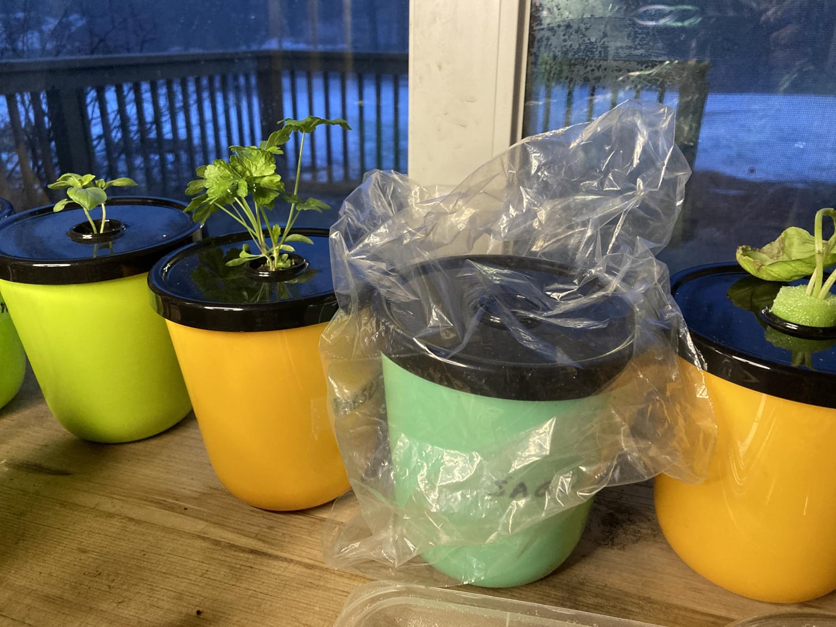 Kratky Method Hydroponic Planter Kit, 8 Hydroponic Planter Plus 24 Growing Sponges for Herbs, Hydroponic Mini Buckets for Windowsill Herb Garden, Hydroponic Growing System for Vegetables (Black) customer photo 1