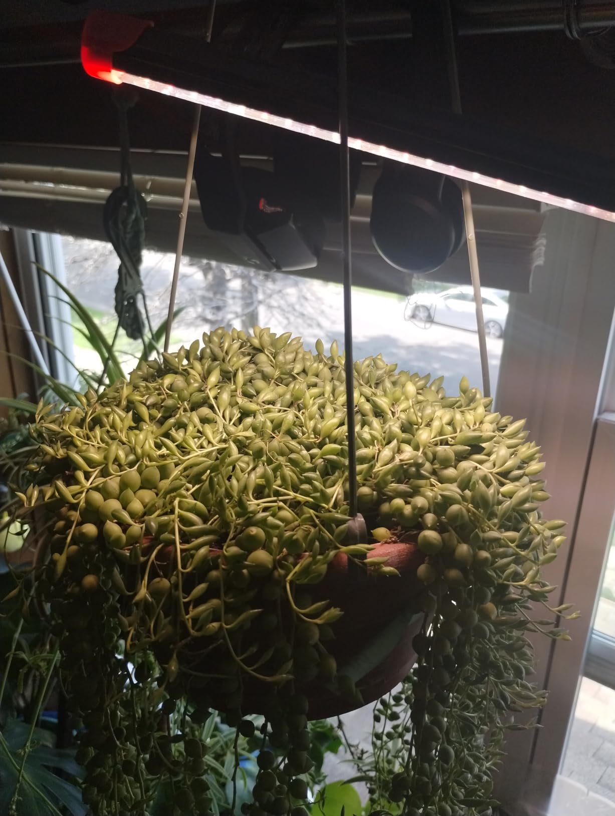 Game Changer! FECiDA 2026 3Pack Clip on Grow Lights for Single Pot Plant customer photo 1