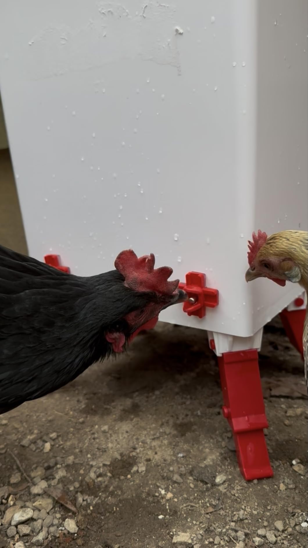 3.6 Gal Chicken Waterer with 4 Water Nipples - 3 Height Adjustable | Anti-roost Cone and Locking Legs Design, Leak-Proof Side Mount Nipples for Backyard Flock customer photo 1