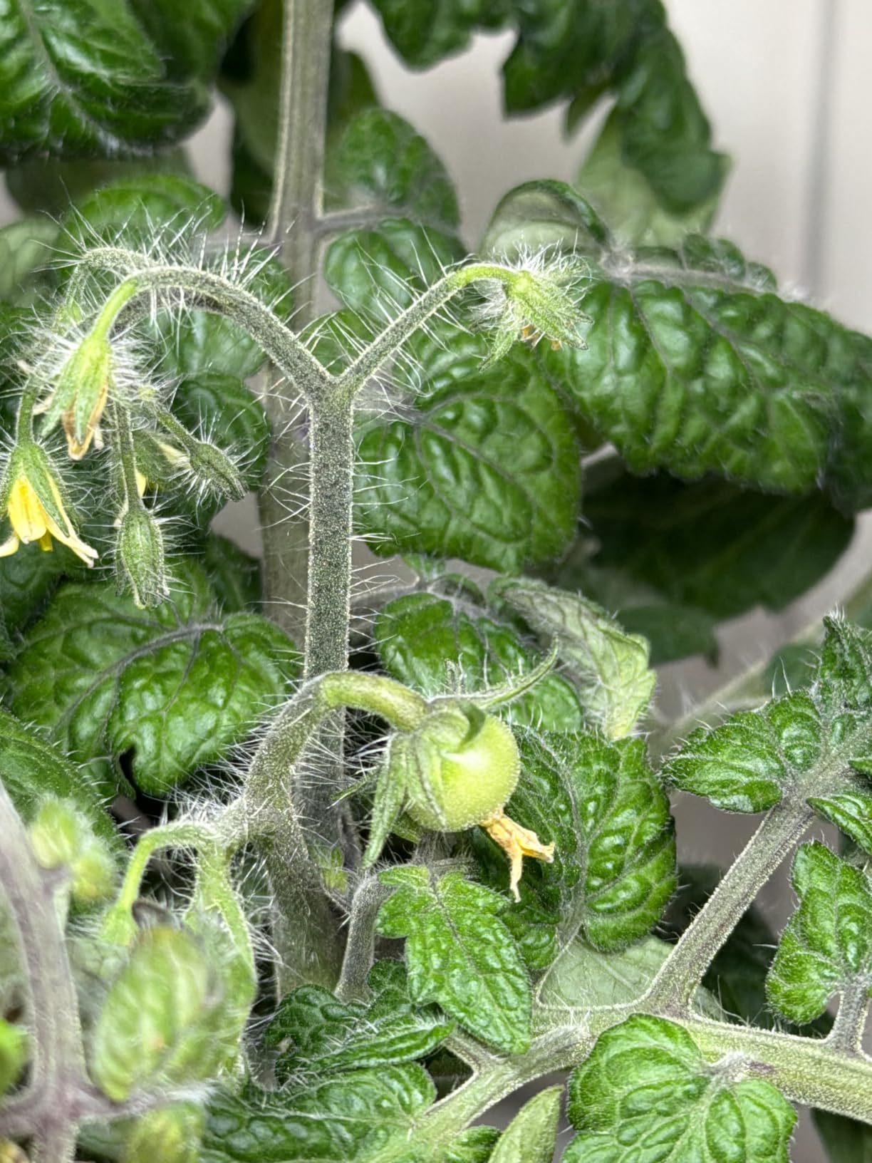SUNCOZE Hydroponics Growing System, Compact 12 Pods Indoor Garden, Black customer photo 2