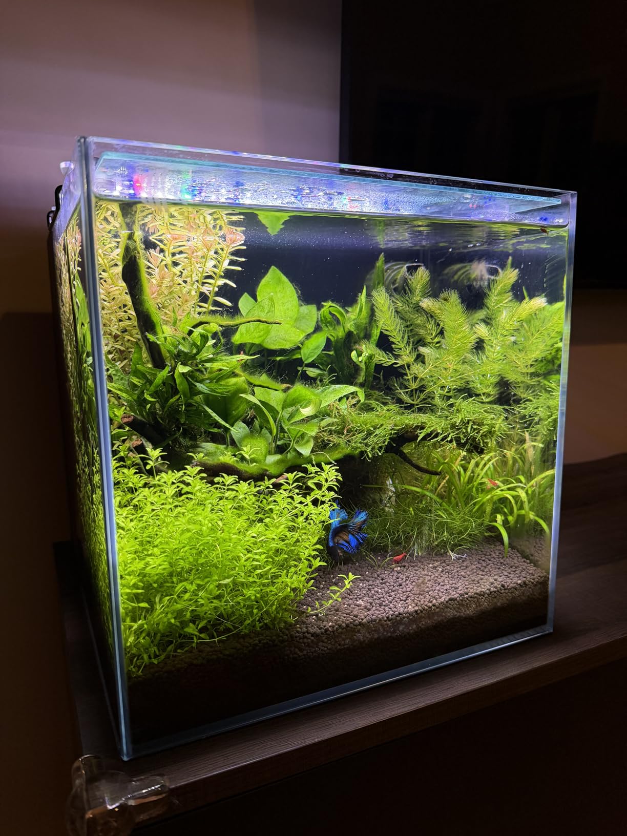 Coralland 8-Gallon Saltwater Aquarium - Ultra Clear Low Iron Glass, 45° Angled Joint Design, Crystal Clear Viewing, Perfect for Marine Fish & Reef Tanks & Freshwater customer photo 1
