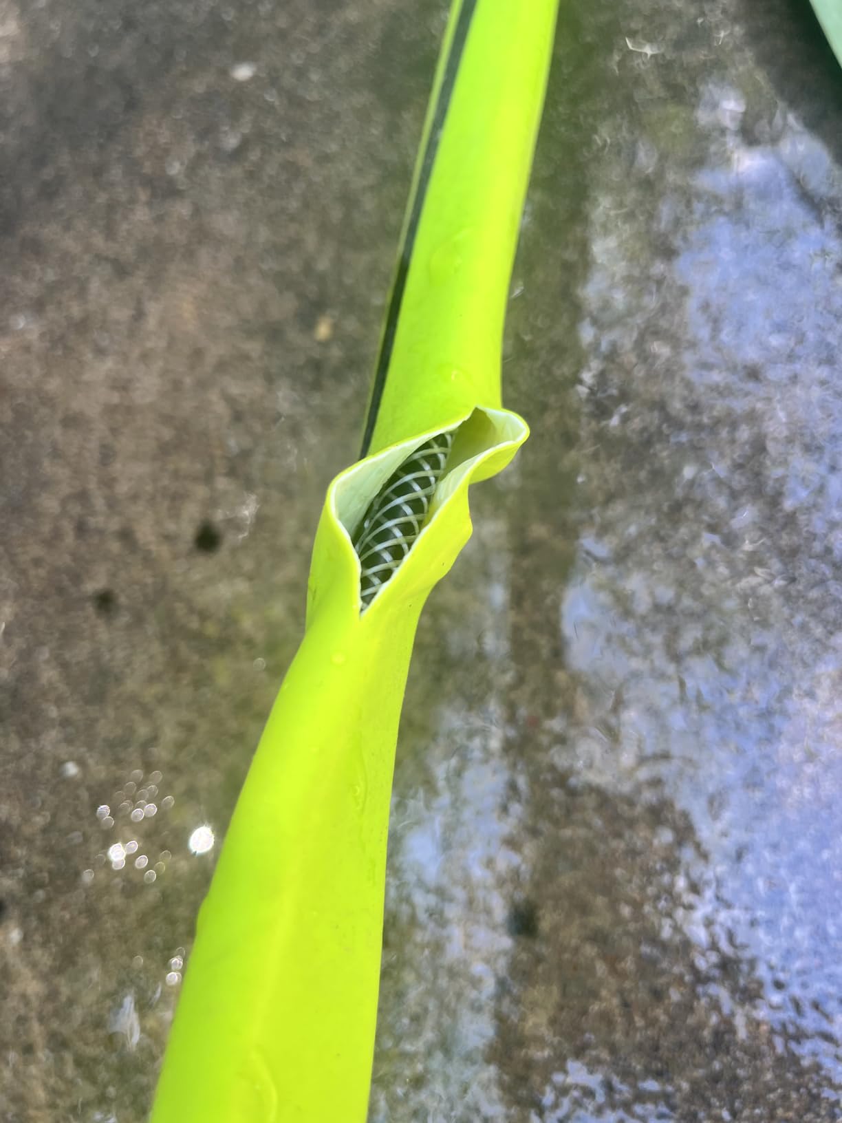 RUGGED RHINO Metal Garden Hose with Spray Nozzle, 50FT, 304 Stainless Steel, 750 PSI Burst Strength, Heavy Duty Flexible Water Hose, Kink Resistant, Leakproof for Yard, Lawn and Outdoor Use, Green customer photo 1