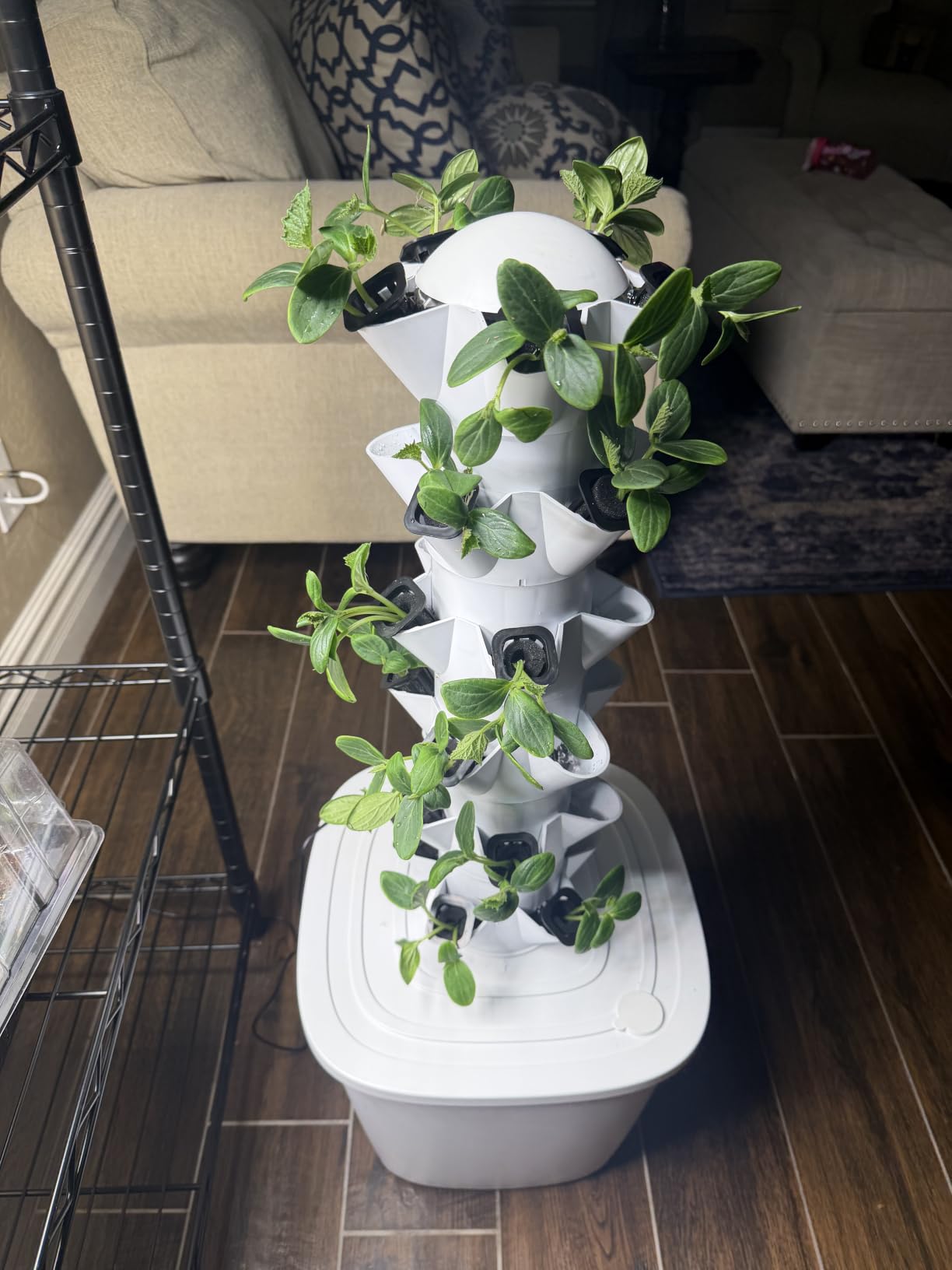 Patigrow 60-Cell Self-Watering Seed Starter Tray with Grow Light, Seed Starter Kit with 4.07” Humidity Dome, Indoor Seedling Starter Tray, Seed Starting Trays for Plant Germination, Seeds Growing customer photo 2