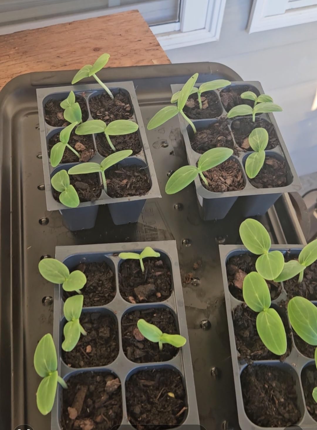 The Hydroponic City Seed Starter Trays, 216-Cell Seedling Starter Trays (36 Trays - 6 Cells Each) + Plant Stakes customer photo 1