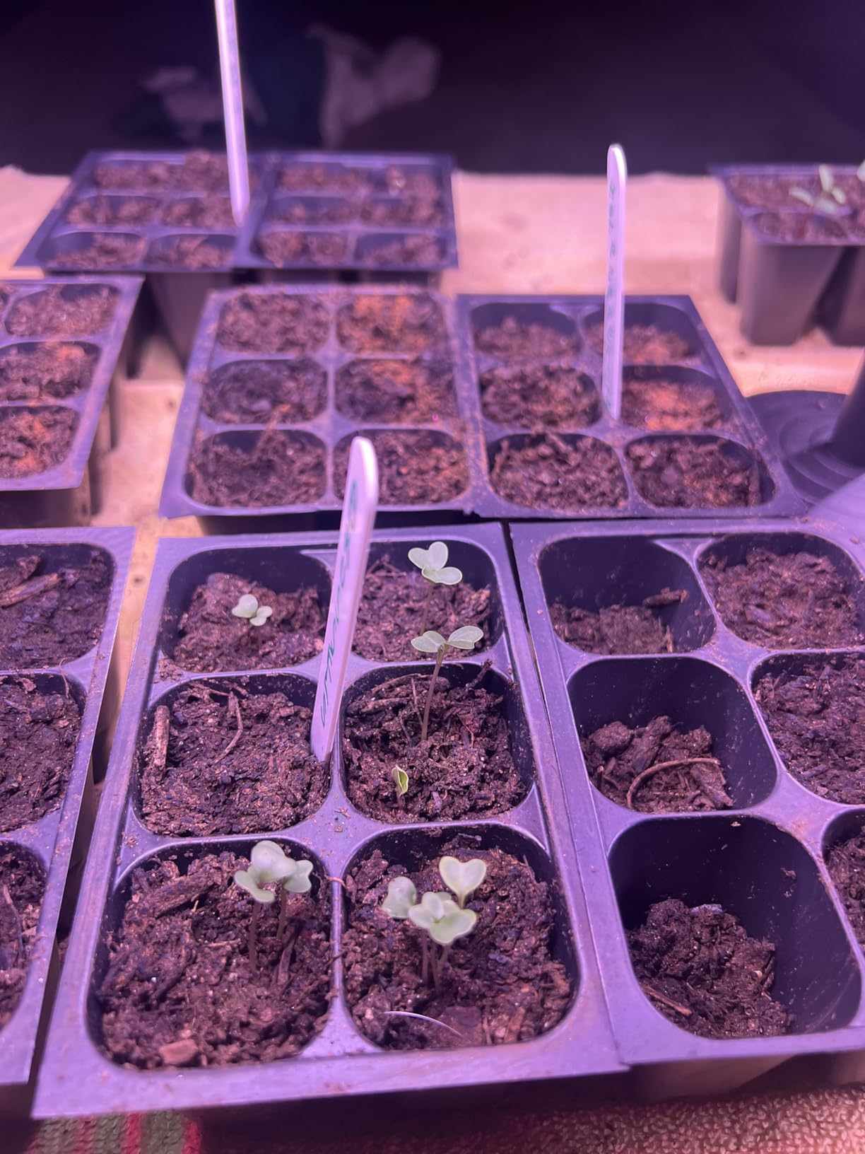 The Hydroponic City Seed Starter Trays, 216-Cell Seedling Starter Trays (36 Trays - 6 Cells Each) + Plant Stakes customer photo 2