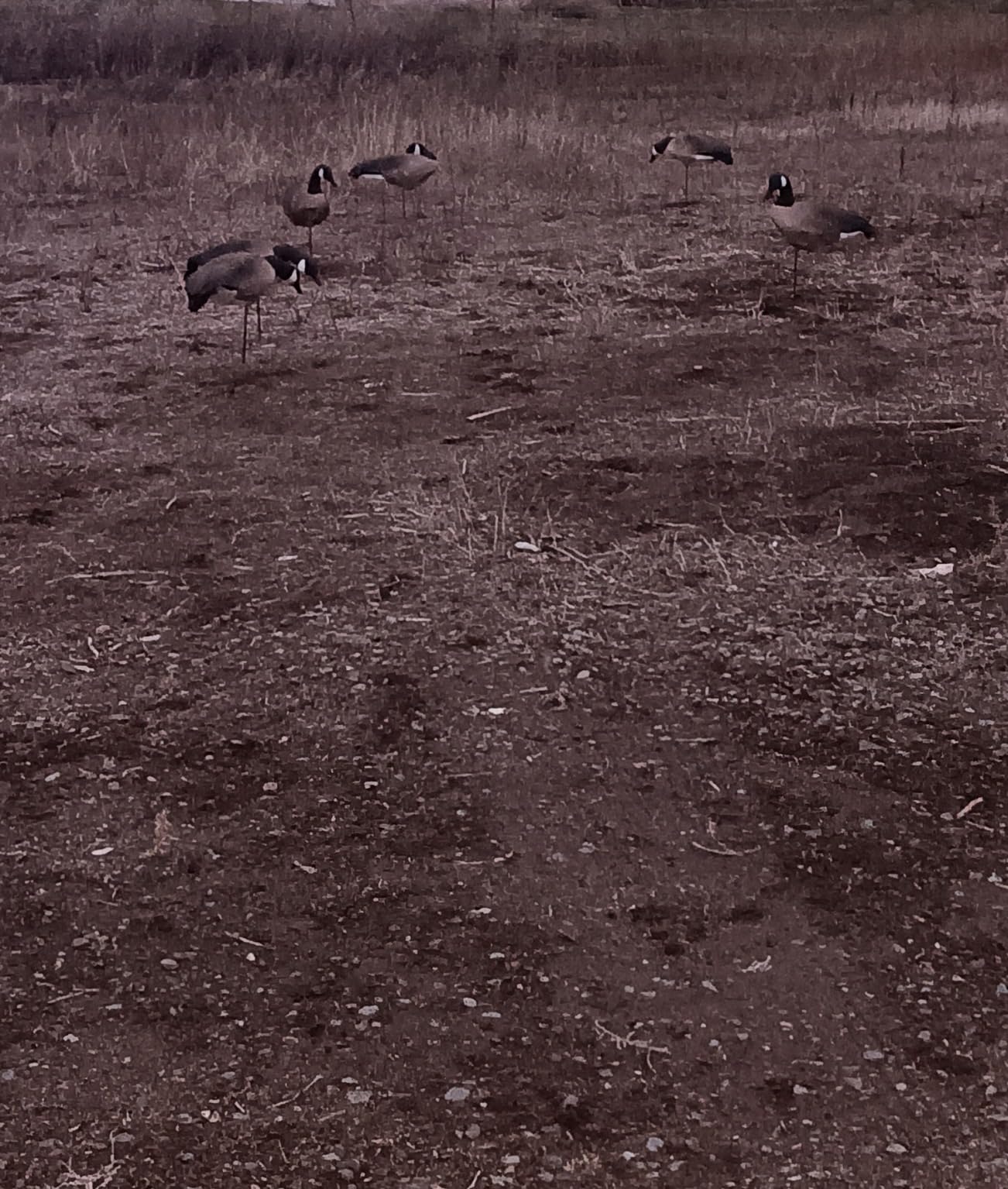 Heerweiyi Goose Decoys Pack of 6, Popular New Material EVA Collapsible Plastic Goose Hunting Decoys, Goose Decoys, Easy to Carry and Use, Cost Effective customer photo 2