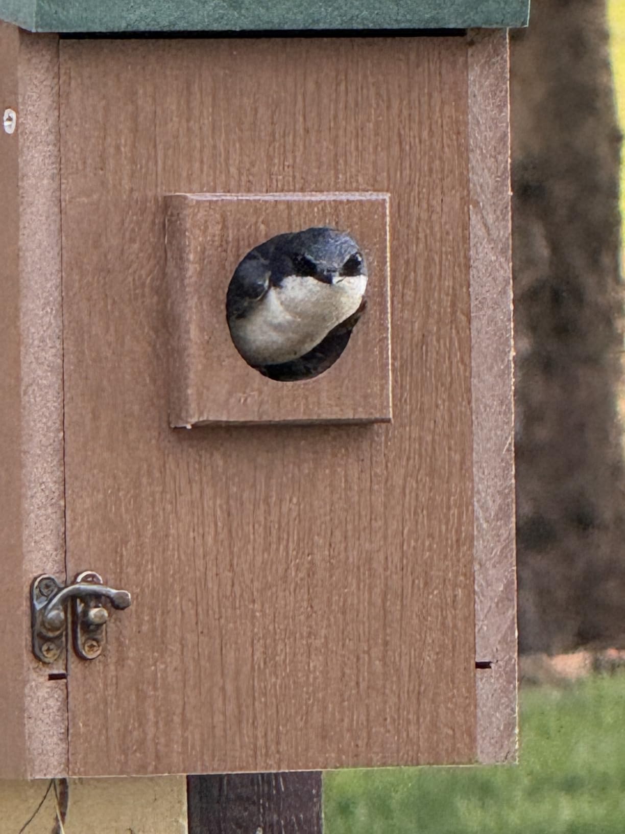 Gtongoko 2 Pack Bluebird Houses for Outside with Metal Predator Guard Black customer photo 1