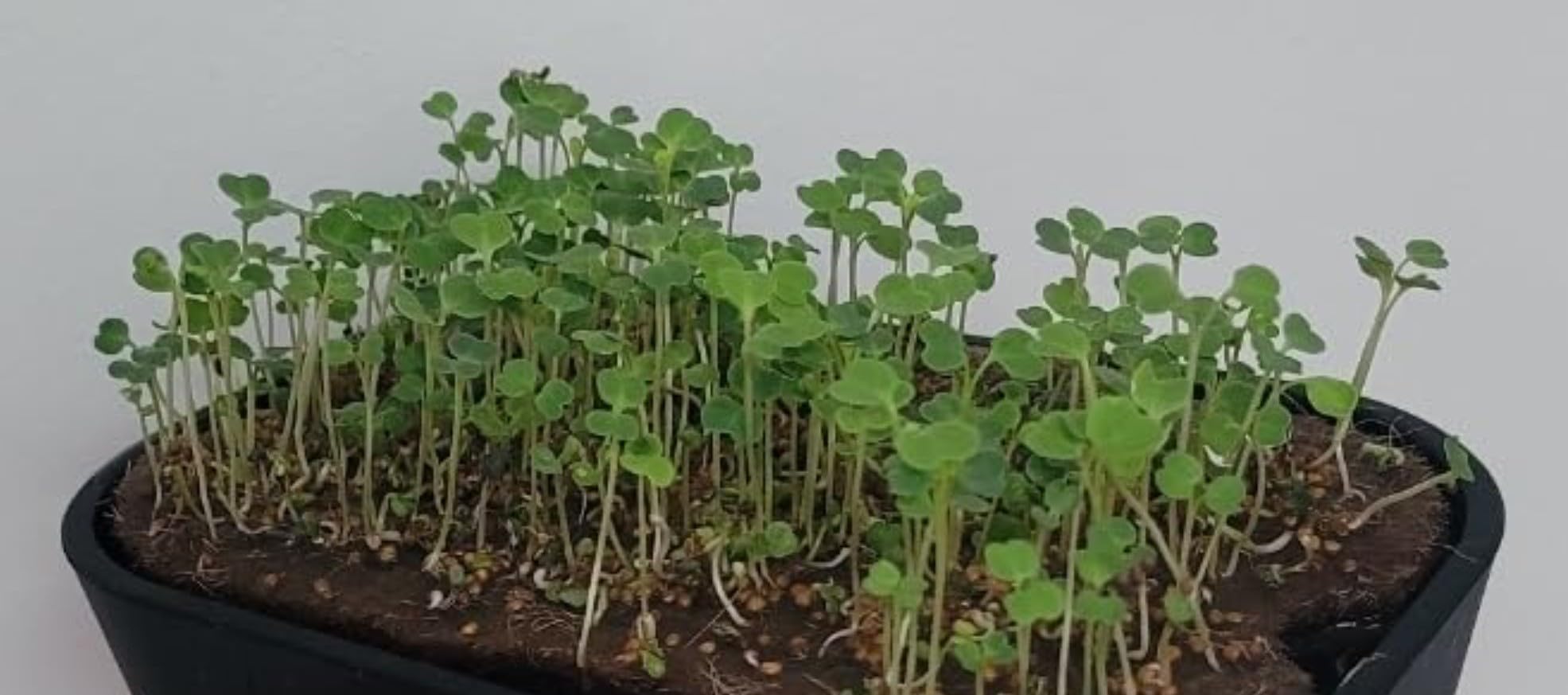 Microgreens Growing Kit Indoor, Micro Greens Indoor Herb Garden Kit with LED Light, 3 Trays, 6 Jute Mats customer photo 2
