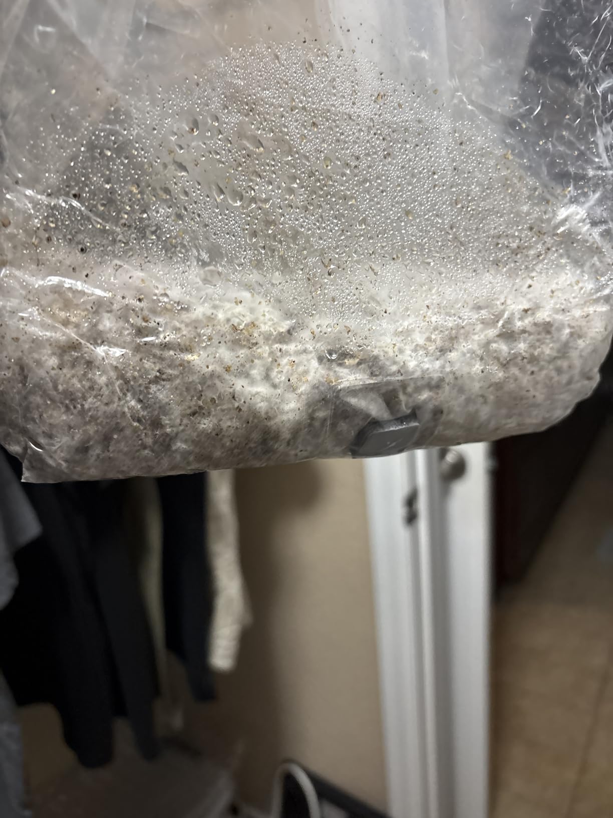 Mushroom Grow Kit – All-in-One 4LB Grow Bag with Self-Healing Port – Fast-Colonizing Universal Substrate for Any Mushroom – Multi-Flush High-Yield – USA Made (Just Add Your Own Culture) customer photo 2