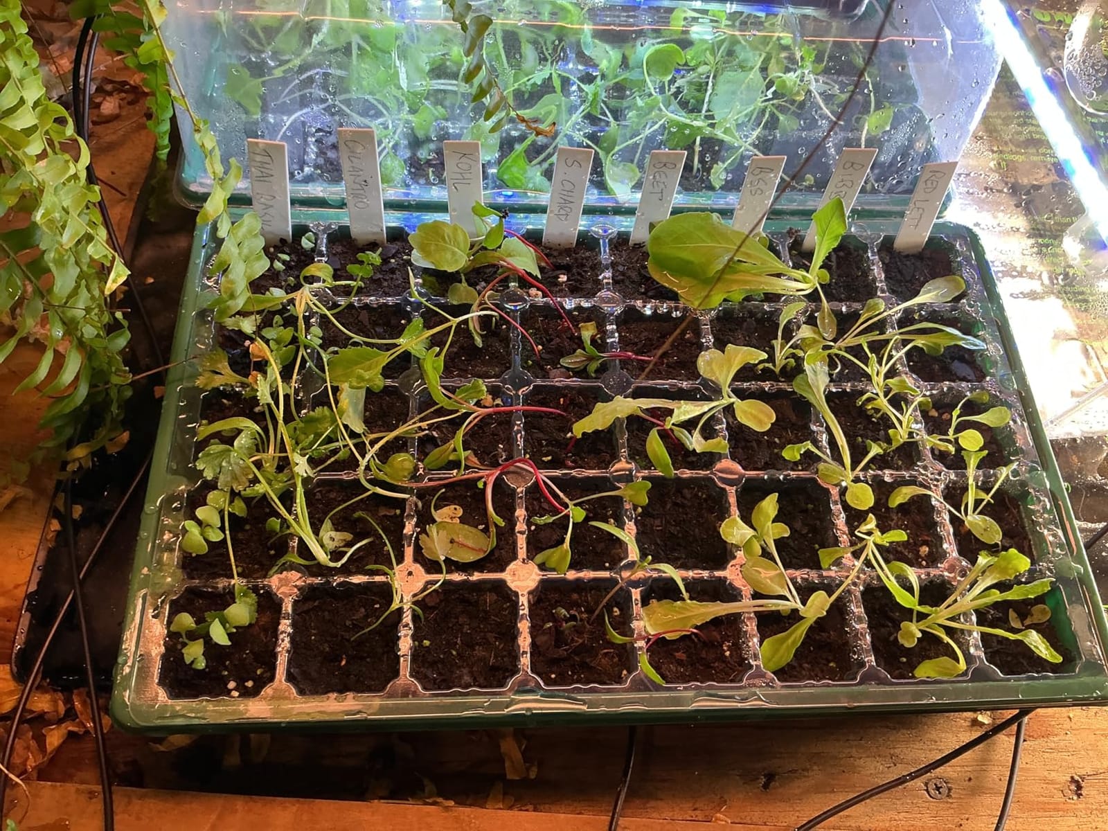 Sondiko Seed Starter Tray with Grow Light, Heated Seed Starter Kit customer photo 1