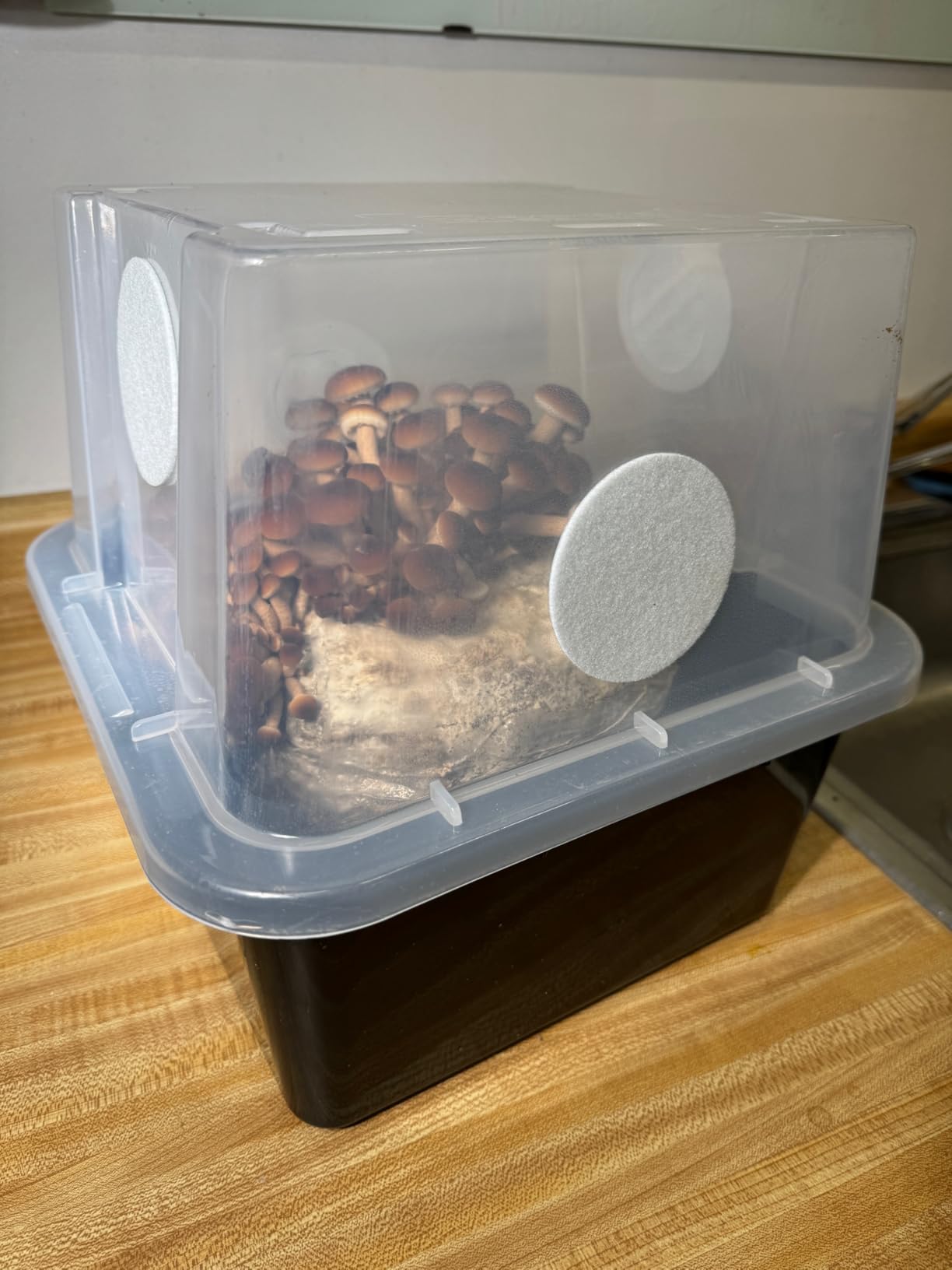 Myco Labs All-in-One Mushroom Grow Bag for Manure Loving Mushrooms + Spore Germination Jar! (6LB) customer photo 1