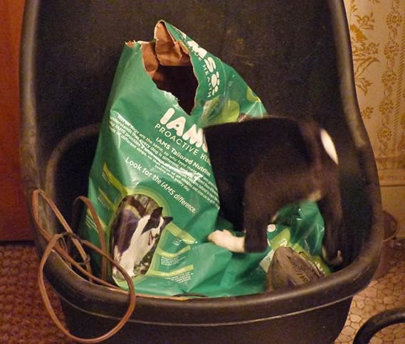 IAMS Proactive Health Adult Minichunks Dry Dog Food, Chicken, 15 lb customer photo 2