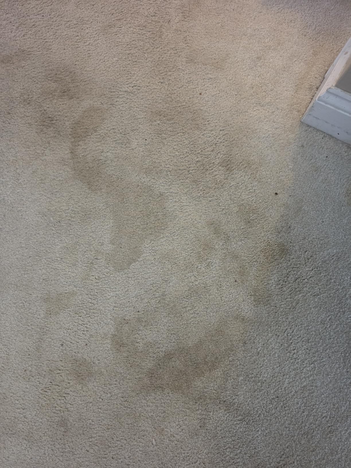 BISSELL Little Green Max Pet SmartMix Carpet Cleaner, 38572 customer photo 1